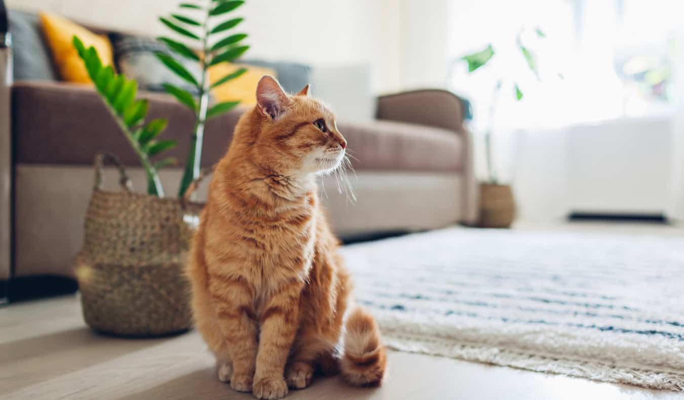 A dog and a car chilling in a cozy living room together during a house sit