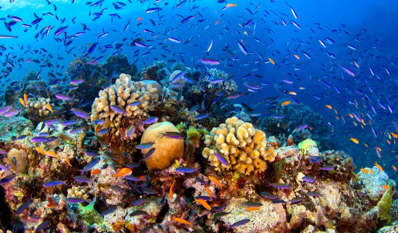 The famous Great Barrier Reef in Australia, with numerous fish and bright coral everywhere